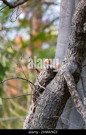 mandarinente (Aix galericulata), drake auf einem Baum, Deutschland Stockfoto