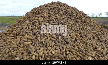 Zuckerrüben, Zuckerrüben, Rübenwurzel, Zuckerrübenwurzel (Beta vulgaris var. altissima), Zuckerrübenernte, Haufen auf dem Feld, Deutschland Stockfoto