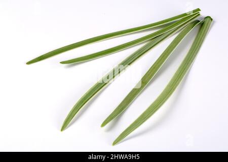 Gesellschaft Knoblauch, Rosa Agapanthus, Bärlauch, Süßer Knoblauch, Frühlingszwiebeln (Tulbaghia violacea), Blätter, ausgeschnitten Stockfoto