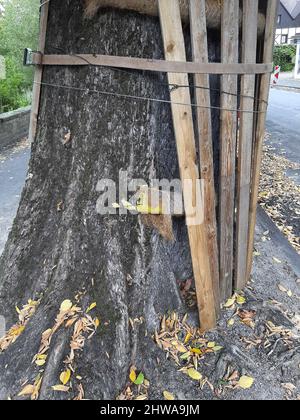 Lindenstamm ist vor Straßenarbeiten mit Dachlatten geschützt, Deutschland Stockfoto