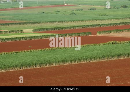 Zuckerrohr (Saccharum officinarum), Zuckerrohrfelder und Braune Acre, Australien, Queensland Stockfoto