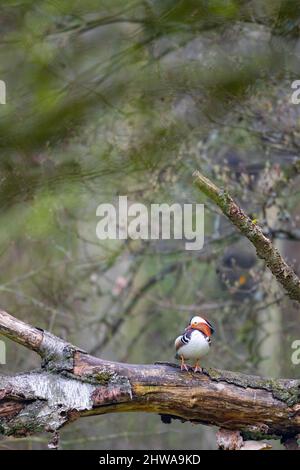 mandarinente (Aix galericulata), drake auf einem toten Baumstamm, Deutschland Stockfoto