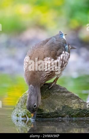 mandarinente (Aix galericulata), weibliche Barsche auf einem Stein im Wasser und Trinken, Deutschland Stockfoto