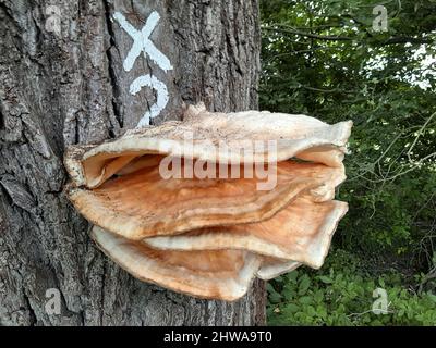 Das Huhn des Waldes, Aulphur polypore, Schwefel-Regal (Laetiporus sulfureus), fächerförmige Hüte auf der Rinde einer Eiche unterhalb einer Wegmarkierung, Deutschland Stockfoto