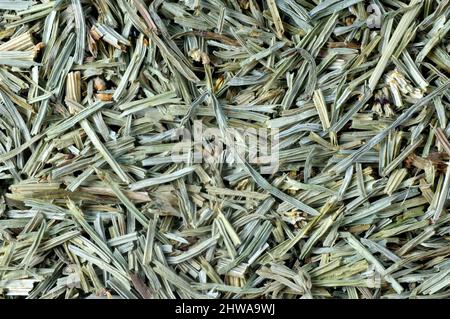 Ackerschachtelhalm (Equisetum arvense), getrocknete Stengelstücke, ausgeschnitten, Deutschland, Bayern Stockfoto