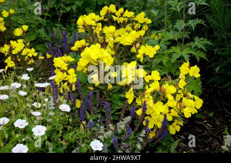 Sonnentropfen, schmal-blättrige Sonnentropfen, goldene Sonnentropfen, Narrowleaf-Nachtkerze, buschiger Sonnentropfen (Oenothera fruticosa, Oenothera tetragona), blühend Stockfoto