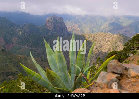 Agave, Century Plant (Agave americana), Landschaft auf La Gomera, Kanarische Inseln, La Gomera Stockfoto