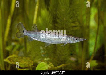 Afrikanische Hechtcharacine, Hepetiden (Ctenolucius hujeta), Weibchen, Seitenansicht Stockfoto