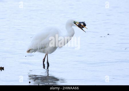 Silberreiher, Silberreiher (Egretta alba, Casmerodius albus, Ardea alba), die eine schlammgeschmierte Schleie essen, Deutschland, Bayern, Chiemsee Stockfoto