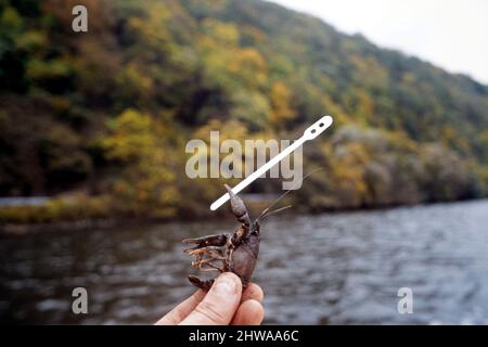 Spinycheek-Flusskrebse, amerikanische Flusskrebse, gestreifte Flusskrebse (Orconectes limosus, Cambarus affinis), fing Flusskrebse in der Hand Stockfoto