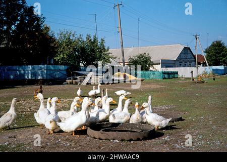 Hausente (Anas platyrhynchos f. domestica), Hausenten an der Trinkrinne, Russland Stockfoto