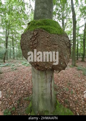 Gemeine Buche (Fagus sylvatica), moosbedeckter Krebs an einem Buchenstamm im Wald, Deutschland Stockfoto