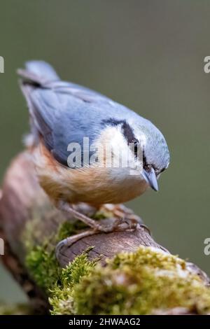 Eurasischer Nacktschnecken (Sitta europaea), auf einem Zweig, Deutschland Stockfoto