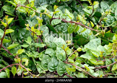 Indischer Spinat, Malabar-Nachtschatten, Vinsspinat, rutschiges Gemüse (Basella alba, Basella rubra, Basella japonica, Basella lucida), Stiele Stockfoto