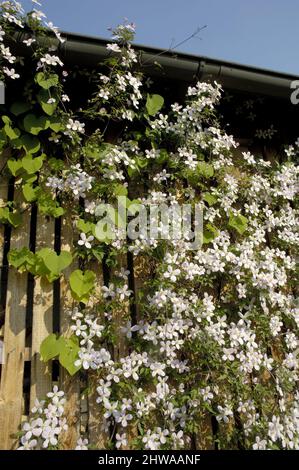 clematis, Jungfrauen-Bower (Clematis spec.), blüht in einer Scheune, Deutschland Stockfoto