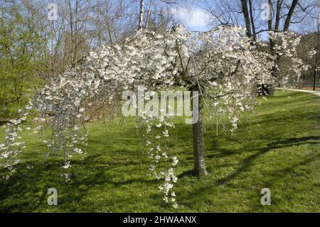 Tokyo Sherry, Yoshino Kirsche, Potomac Kirsche (Prunus x yedoensis, Prunus yedoensis, Prunus speciosa x Prunus subhirtella), blühender Baum Stockfoto