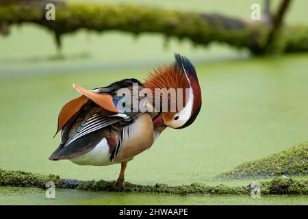 mandarinente (Aix galericulata), drake steht auf einem Zweig in einem Teich voller Entenkraut und Pflege, Deutschland Stockfoto