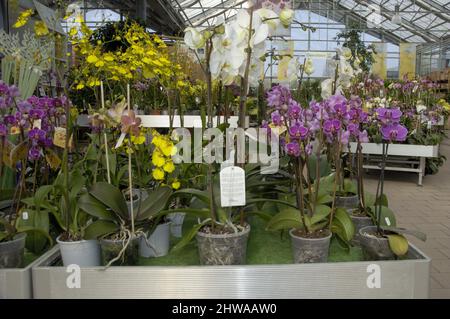 Orchideen in einem Gartencenter, Deutschland Stockfoto