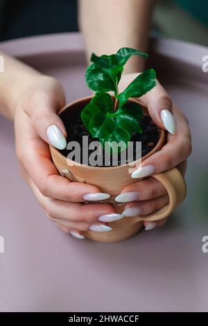 Sprossen von arabica-Kaffeebohnen in einer Tontasse in den Händen eines Stockfoto