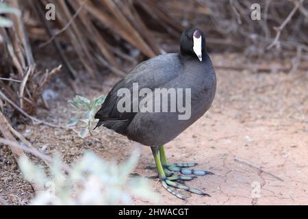 American Coot, Mud Henne oder Fulica americana stehen am Ufer des Uferrands auf der Wasserfarm in Arizona. Stockfoto