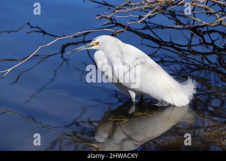 Verschneite Reiher oder Egretta thula jagen in einem flachen Teich am Ufergebiet auf der Wasserranch in Arizona nach Fischen. Stockfoto