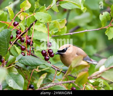 Wachsflügelvögel Nahaufnahme Profil Blick auf einem wilden Beerenobstbaum mit seinem schönen Gefieder mit einem verschwommenen grünen Hintergrund in seiner Umgebung thront Stockfoto