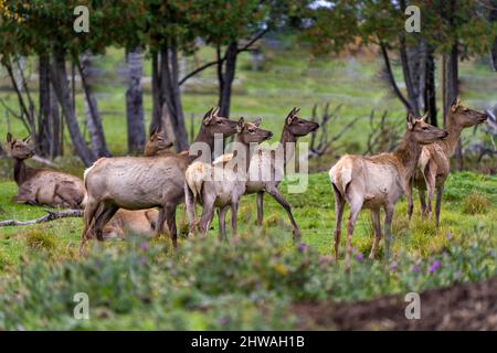 Elchweibchen, die nach rechts auf dem Feld schauen, mit einem verschwommenen Waldhintergrund und wilden Blumen in ihrer Umgebung und Umgebung. Stockfoto