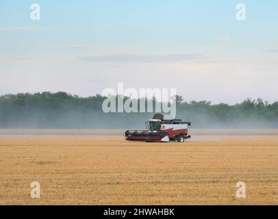 Weizenernte auf dem Feld, Abend Schuss Stockfoto