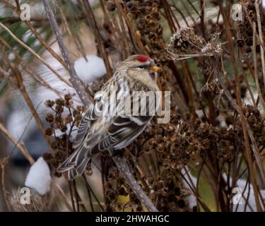 Red Poll in der Wintersaison thront mit einem verwacklungsunscharfen Laubhintergrund in seiner Umgebung und Umgebung. Finch Foto und Bild. Stockfoto