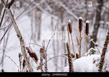 Red Poll in der Wintersaison thront auf Rohrkolben mit einem verschwommenen Schneehintergrund in seiner Umgebung und Umgebung. Finch Photo. Stockfoto