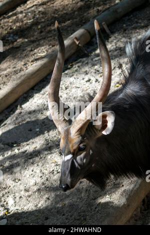 Das große Kudu-Männchen im Zoo von Lissabon bei Portugal (Tragelaphus strepsiceros) ist eine Waldantilope, die im gesamten östlichen und südlichen Afrika gefunden wird. Stockfoto