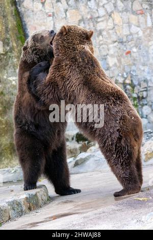 Zoo von Lissabon, portugal. Der Grizzlybär (Ursus arctos horribilis), auch bekannt als nordamerikanischer Braunbär oder einfach Grizzly. Zwei Bären spielen. Stockfoto