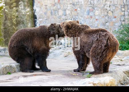 Zoo von Lissabon, portugal. Der Grizzlybär (Ursus arctos horribilis), auch bekannt als nordamerikanischer Braunbär oder einfach Grizzly. Zwei Bären spielen. Stockfoto