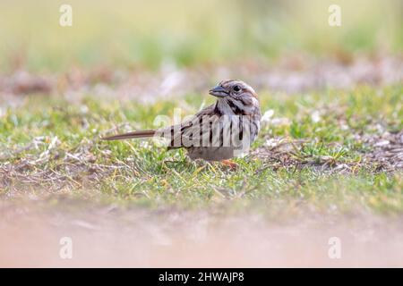 Ein Singsparrow (Melospiza melodia) im Gras auf der Suche nach Nahrung. Raleigh, North Carolina. Stockfoto