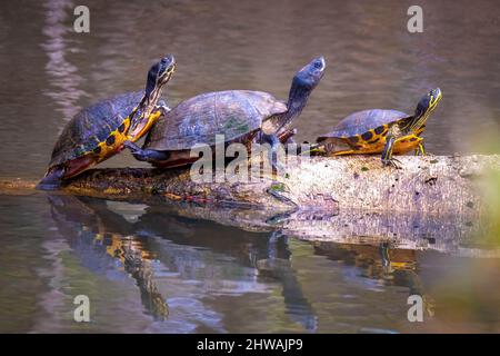 Ein Trio von Eastern River Cooters (Pseudemys concinna ssp. concinna) sonnt sich in der Sonne. Garner, North Carolina. Stockfoto