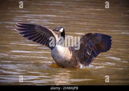 Eine Kanadagane (Branta canadensis) flattert ihre Flügel, um während der Badeszeit überschüssiges Wasser zu vergießen. Raleigh North Carolina. Stockfoto