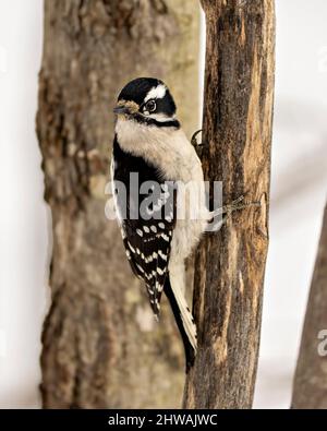 Specht-Weibchen Dosenvögel, die auf einem Zweig mit einem unscharfen Hintergrund in seiner Umgebung und Umgebung thront und weiße und schwarze Federn zeigt Stockfoto