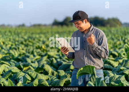 Ein Landwirt hält eine Tablette und zeigt Erfolg beim Einsatz von Technologien, die dazu beitragen, Tabak zu entwickeln, um die Industriestandards in Tabakfeldern zu erfüllen. Stockfoto