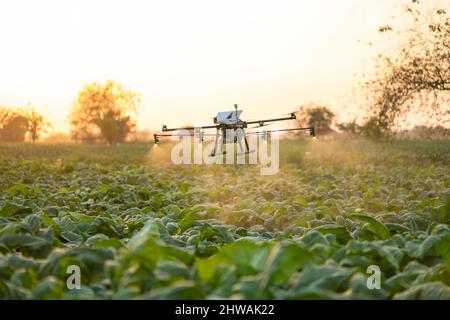 Landwirtschafts-Drohne fliegt zu gesprühtem Dünger auf den Tabakfeldern, Drohne des landwirtschaftlichen Technologiekonzepts Stockfoto