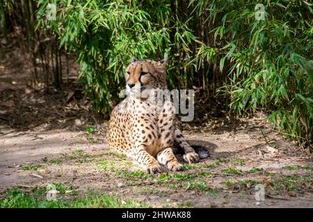 Das Gepardenporträt, ruhend, (Acinonyx jubatus) ist eine große Katze, die in Afrika und dem zentralen Iran beheimatet ist. Es ist das schnellste Landtier.bedrohte Arten. Stockfoto