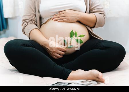 Eine Schwangerin hält eine grüne Sprosspflanze in der Nähe ihres Bauches als Symbol für neues Leben, Mutter, Wohlbefinden, Fruchtbarkeit, ungeborene Gesundheit des Babys. Konzept Schwangerschaft, m Stockfoto