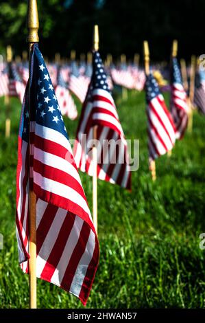 Am Memorial Day stecken kleine US-Flaggen in den Boden Stockfoto