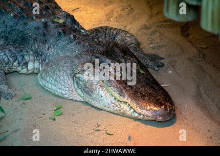 Der amerikanische Alligator (Alligator mississippiensis), die manchmal auch umgangssprachlich als Gator oder gemeinsamen Alligator bezeichnet wird, ist eine große Krokodile Stockfoto