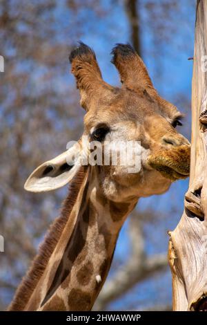 Giraffenkopf und -Hals ein großes afrikanisches Hufsäugetier der Gattung Giraffa.Giraffenportrait. Das größte Wiederkäuer der Erde. Stockfoto