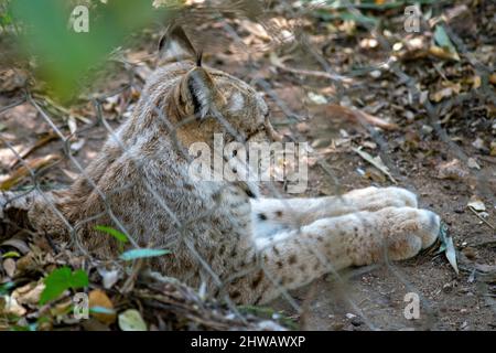 Der eurasische Luchs (Lynx Luchs) ist eine mittelgroße Wildkatze, die weit von Nord-, Mittel- und Osteuropa bis Zentralasien und Sibirien verbreitet ist. Stockfoto