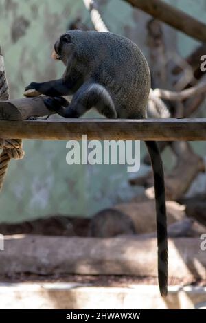 De Brazza's Affe (Cercopithecus neglectus) ist ein Altweltaffe, der in den Flüssen und Sumpfwäldern Zentralafrikas endemisch ist. Stockfoto