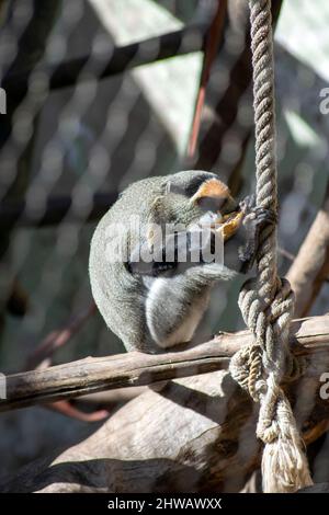De Brazza's Affe (Cercopithecus neglectus) ist ein Altweltaffe, der in den Flüssen und Sumpfwäldern Zentralafrikas endemisch ist. Stockfoto