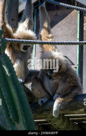 Der Weißhand-Gibbon (Hylobates lar), auch bekannt als Weißhand-Gibbon, ist ein gefährdeter Primat in der Gibbon-Familie Hylobatidae. Gibbon-Paar. Stockfoto