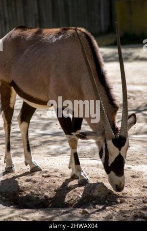 Oryx ist eine Gattung, die aus vier großen Antilopenarten, den Oryxen, besteht. Ihre Pelage ist blass mit kontrastierenden dunklen Markierungen im Gesicht. Stockfoto