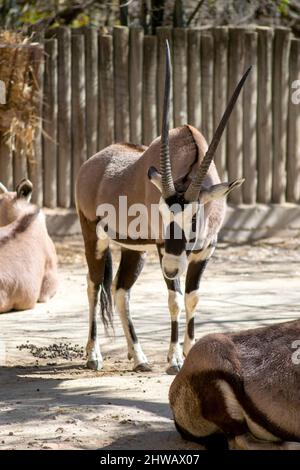 Oryx ist eine Gattung, die aus vier großen Antilopenarten, den Oryxen, besteht. Ihre Pelage ist blass mit kontrastierenden dunklen Markierungen im Gesicht. Stockfoto